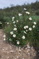 LBL1900659-1200  Gum Cistus, Cistus ladanifer.  © Leif Bisschop-Larsen / Naturfoto