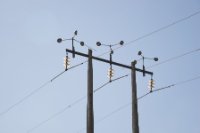 LBL1900679-1200  In the steppe area, pylons will be used by nesting storks or eagles unless scaring devices are put up.  © Leif Bisschop-Larsen / Naturfoto