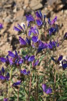 LBL1900694-1200  Bugloss, Echium sp.  © Leif Bisschop-Larsen / Naturfoto