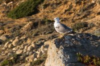 LBL1900712-1200  Yellow-legged Gull, Larus michahellis.  © Leif Bisschop-Larsen / Naturfoto