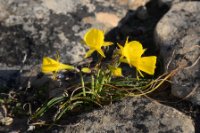 LBL1900754-1200  Narcissus sp., Cabo Espichel.  © Leif Bisschop-Larsen / Naturfoto