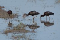 LBL1900765-1200  Glossy Ibis, Plegadis falcinellus.  © Leif Bisschop-Larsen / Naturfoto