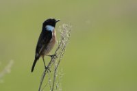 LBL1900782-1200  Stonechat, Saxicola rubicola.  © Leif Bisschop-Larsen / Naturfoto