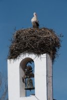 LBL1900787-1200  White Stork, Ciconia ciconia.  © Leif Bisschop-Larsen / Naturfoto