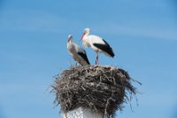 LBL1900794-1200  white Stork, C. ciconia.  © Leif Bisschop-Larsen / Naturfoto