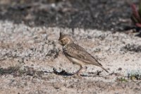 LBL1900814-1200  Thekla Lark, Galerida theklae.  © Leif Bisschop-Larsen / Naturfoto