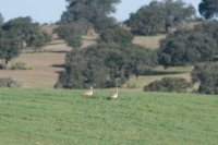 LBL1900823-1200  Great Bustard, Otis tarda.  © Leif Bisschop-Larsen / Naturfoto