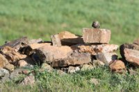 LBL1900824-1200  Little Owl, Athene noctua, a pair in a heap of rocks.  © Leif Bisschop-Larsen / Naturfoto