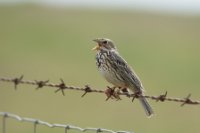 LBL1900847-1200  Corn Bunting, Emberiza calandra.  © Leif Bisschop-Larsen / Naturfoto