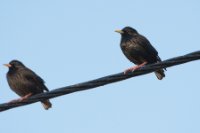 LBL1900852-1200  Spotless Starling, Sturnus unicolor.  © Leif Bisschop-Larsen / Naturfoto