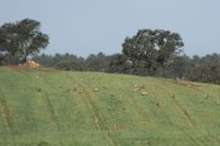 LBL1900870-1200  Great Bustard, Otis tarda feeding in cereal field.  © Leif Bisschop-Larsen / Naturfoto