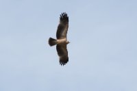 LBL1900883-1200  Spanish Imperial Eagle, Aquila adalberti, young.  © Leif Bisschop-Larsen / Naturfoto