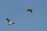 LBL1900916-1200  Great Bustard, Otis tarda.  © Leif Bisschop-Larsen / Naturfoto