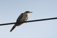 LBL1900952-1200  Great Spotted Cuckoo, Clamator glandarius.  © Leif Bisschop-Larsen / Naturfoto