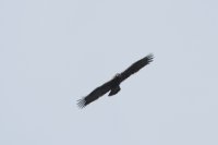 LBL1900976-1200  Spanish Imperial Eagle, Aquila adalberti, adult.  © Leif Bisschop-Larsen / Naturfoto