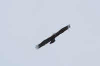 LBL1900976-1200  Spanish Imperial Eagle, Aquila adalberti, adult.  © Leif Bisschop-Larsen / Naturfoto
