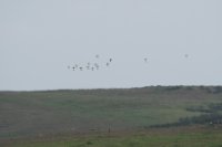 LBL1900990-1200  Little Bustard, Tetrax tetrax, flying in the distance.  © Leif Bisschop-Larsen / Naturfoto