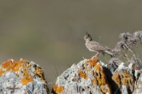 LBL1900991-1200  Crested Lark, Galerida cristata.  © Leif Bisschop-Larsen / Naturfoto