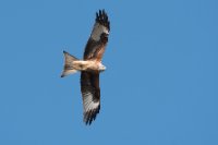 LBL1901012-1200  Red Kite, Milvus milvus.  © Leif Bisschop-Larsen / Naturfoto