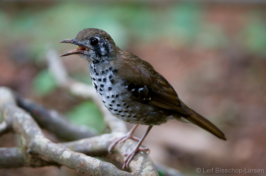 LBL1300123-1200 Spot-winged Thrush (Zoothera spiloptera)