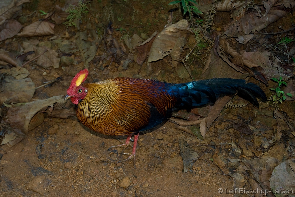 LBL1300397-1200 Sri Lanka Junglefowl (Gallus lafayetii)