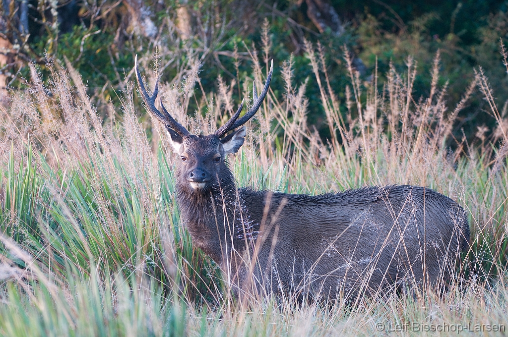 LBL1300844-1200 Sambar (Cervus unicolor)