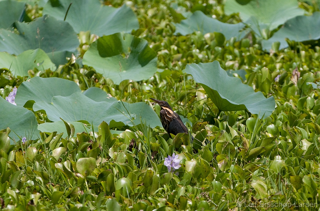 LBL1301245-1200 Black Bittern (Dupetor flavicollis)