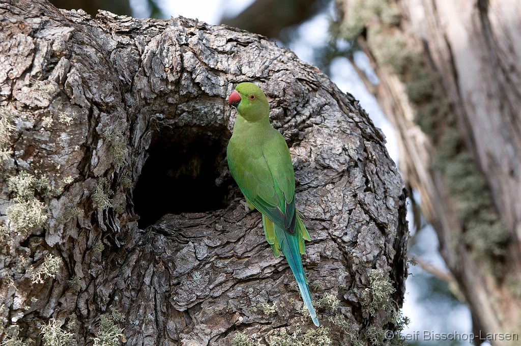 LBL1301402-1200 Rose-ringed Parakeet (Psittacula krameri) female