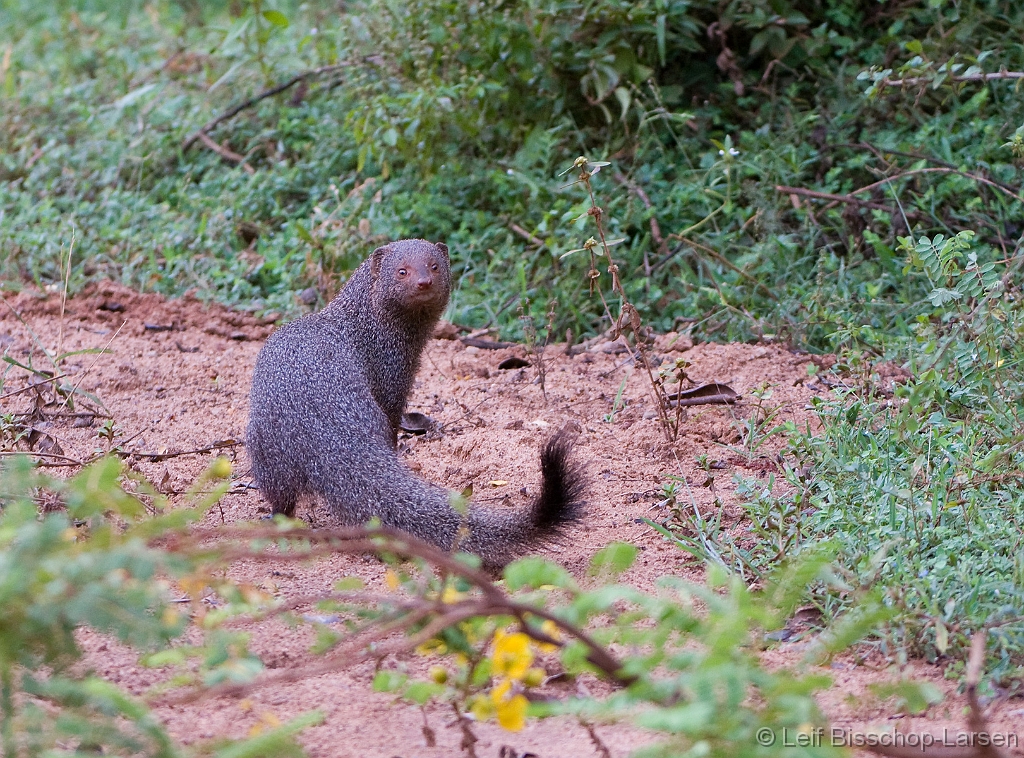 LBL1301707-1200 Ruddy Mongoose (Herpestes smithii)