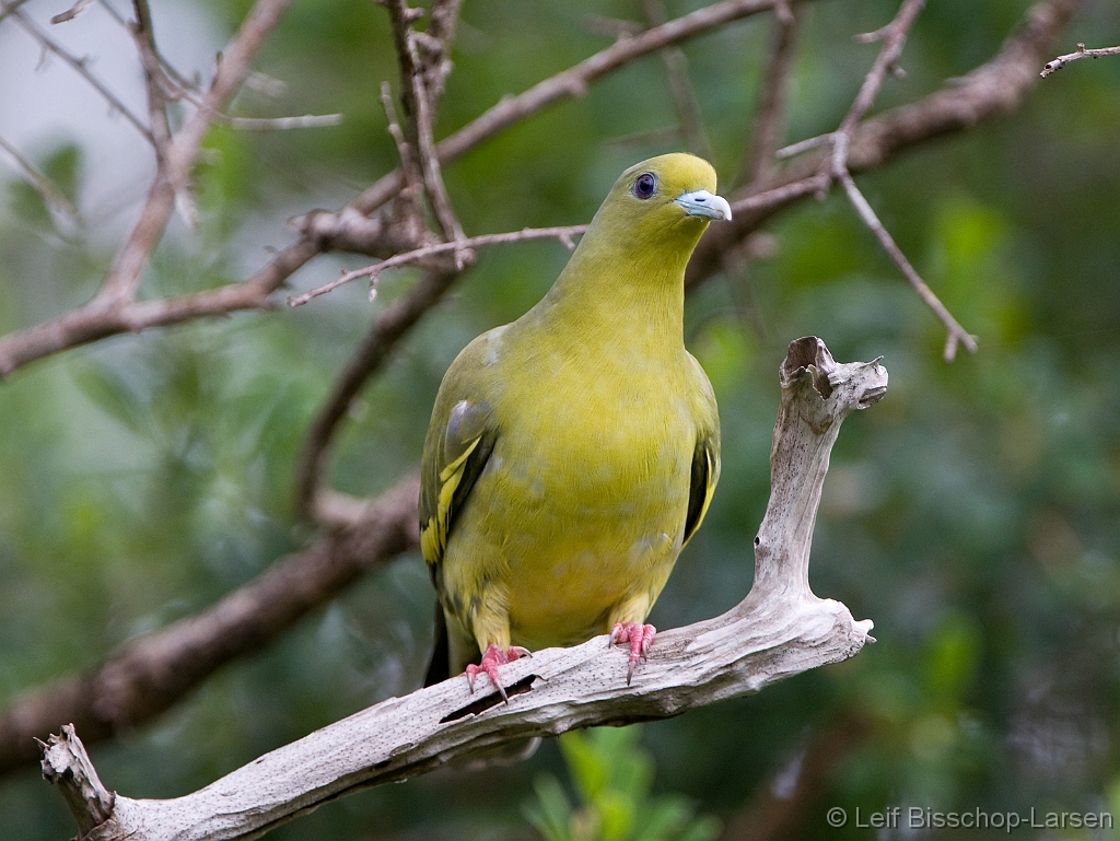 LBL1301743-1200 Orange-breasted Green Pigeon (Treron bicinctus) female