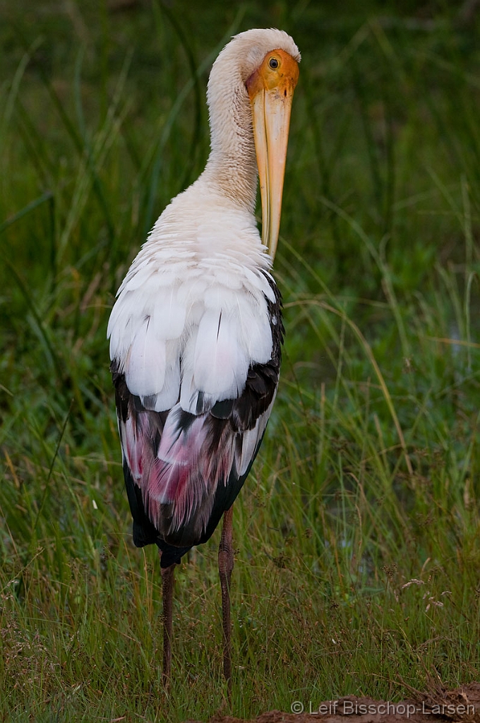 LBL1301792-1200 Painted Stork (Mycteria leucocephala)