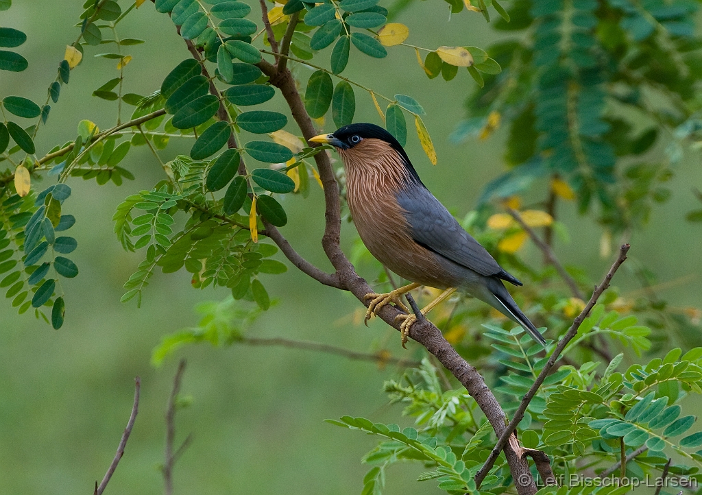 LBL1301820-1200 Brahminy Starling (Sturnia pagodarum)