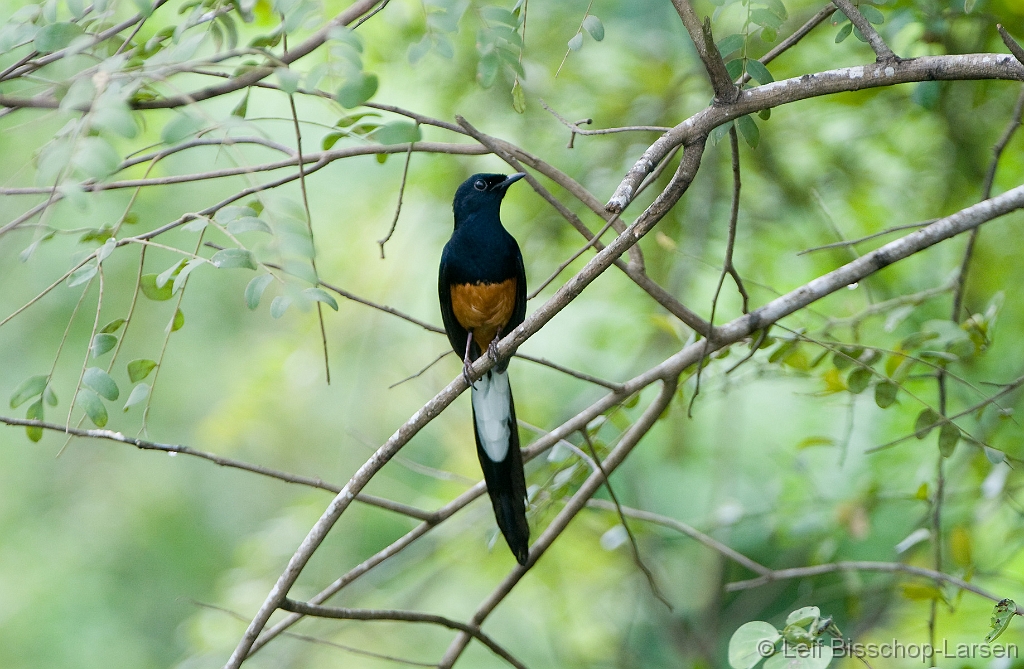 LBL1302506-1200 White-rumped Shama (Copsychus malabaricus)