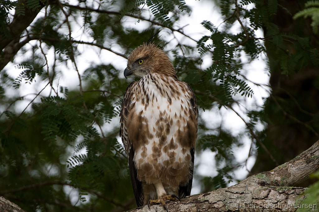 LBL1302520-1200 Changeable Hawk Eagle (Spizaetus cirrhatus)