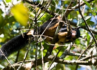 LBL1300241-1200 Giant Squirrel (Ratufa macroura)