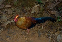 LBL1300397-1200 Sri Lanka Junglefowl (Gallus lafayetii)