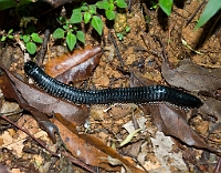 LBL1300433-1200 Sri Lankan Giant Millipede (Spirostreptus centrurus)