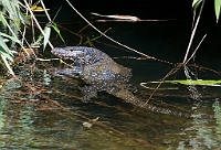 LBL1300660-1200 Water monitor (Varanus salvator)