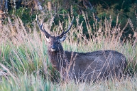 LBL1300844-1200 Sambar (Cervus unicolor)