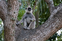 LBL1301539-1200 Hanuman Langur (Semnopithecus priam)