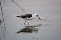 LBL1301676-1200 Black-winged Stilt (Himanthopus himanthopus)