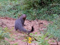 LBL1301707-1200 Ruddy Mongoose (Herpestes smithii)