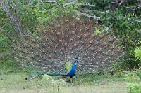 LBL1301753-1200 Indian Peafowl (Pavo cristatus)