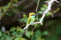 LBL1301908-1200 Green Bee-eater (Merops orientalis)