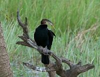 LBL1301919-1200 Darter (Anhinga melanogaster)