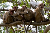 LBL1301960-1200 Toque Macaque (Macaca sinica)