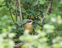 LBL1302123-1200 Indian Pitta (Pitta brachyura)