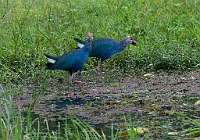 LBL1302183-1200 Purple Swamphen (Porphyrio porphyrio)