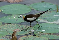 LBL1302216-1200 Pheasant-tailed Jacana (Hydrophasianus chirurgus)