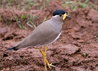 LBL1302402-1200 Yellow-wattled Lapwing (Vanellus malabaricus)